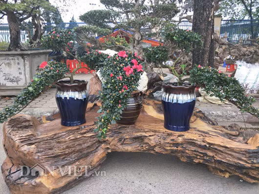 Các cây đỗ quyên uốn hình chim công của anh Đạt đang vào thời kỳ cho hoa rực rỡ.