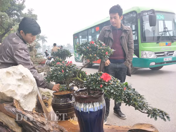 Trung bình mỗi một cây đỗ quyên uốn hình chim công được anh Đạt bán cho khách với giá trên dưới 2 triệu đồng.