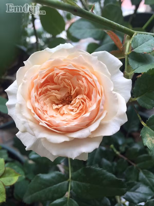 Hồng marosa đẹp duyên dáng.