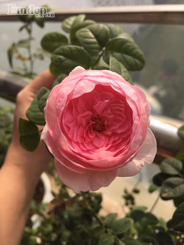 Hồng Mon Coeur khiến ai đã một lần ngắm nhìn cũng phải mê mẩn.