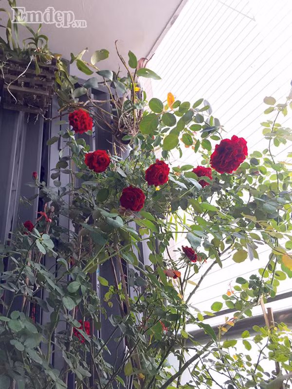 Thành quả của tình yêu và sự chăm sóc tỉ mỉ của chị Thùy Linh.