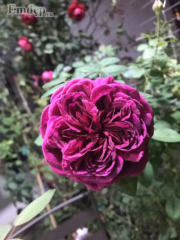 Hồng tím lãng mạn và cuốn hút.