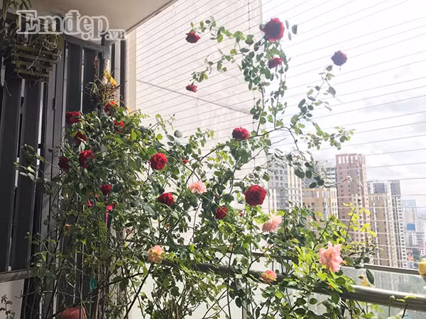 Hoa hồng nhà chị Thùy Linh lúc nào cũng tươi tốt và sai hoa.