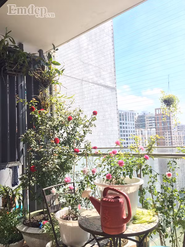 Những bông hồng lung linh trong nắng ấm.