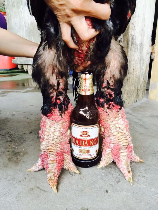 Anh Giang Tuấn Vũ, chủ trại gà ông Phúc ở xóm Trung Đình, thôn Đông Tảo Đông, cho biết ngày 2-9-2014, anh đã bán cho một đại gia ở Bình Dương một cặp gà trị giá 51 triệu đồng, trong đó con gà trống nặng 6,3 kg giá 35 triệu đồng (tương đương hơn 5,5 triệu đồng/kg); còn con gà mái nặng 3,5 kg giá 16 triệu đồng. Trước đó, vào đầu tháng 4-2012, gia đình ông Hiệu Len cũng ở xóm Trung Đình đã bán được một cặp gà trống, mái cho một đại gia ở TP HCM với giá cao kỉ lục là 70 triệu đồng/cặp.