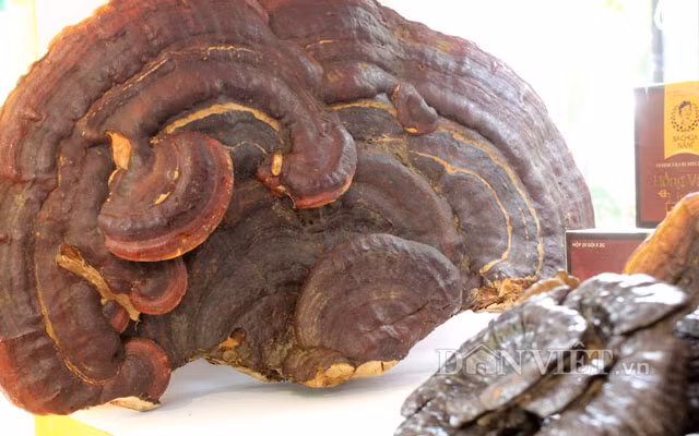 Chiem nguong nam rung khung, ca dua dac san o cho phien nong san-Hinh-4