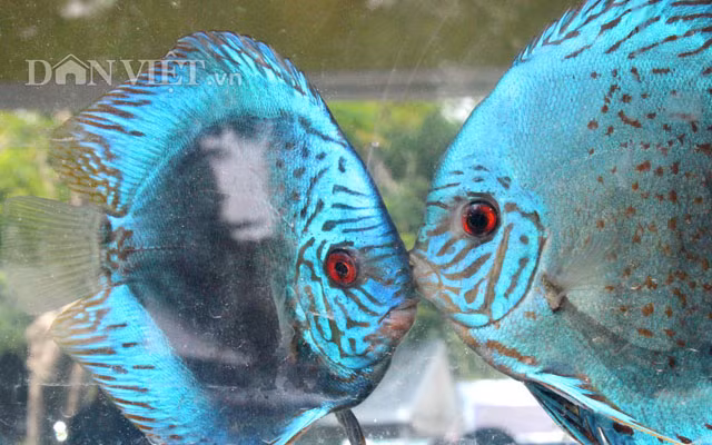 Chiem nguong nam rung khung, ca dua dac san o cho phien nong san