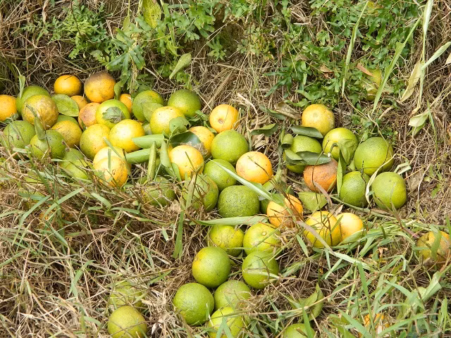 Trong phai cam "dai", ban re chang ai mua, cho khong ai lay-Hinh-2