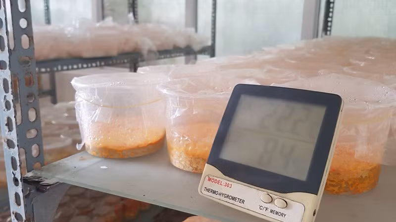 Giau vo, cam so do vi me nuoi dong trung ha thao