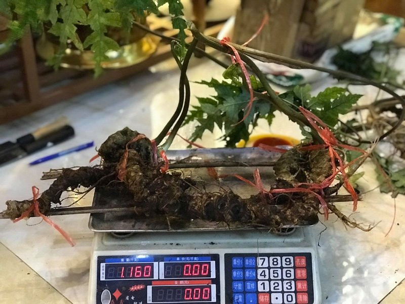 Củ tiết trúc nhân sâm của ông Minh đang sở hữu nặng tới hơn 1kg.