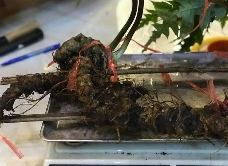 Tuổi đời ước tính của củ tiết trúc nhân sâm này khoảng gần 100 năm.