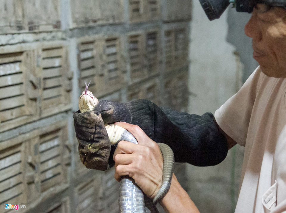 Lam giau nho ran doc-Hinh-2