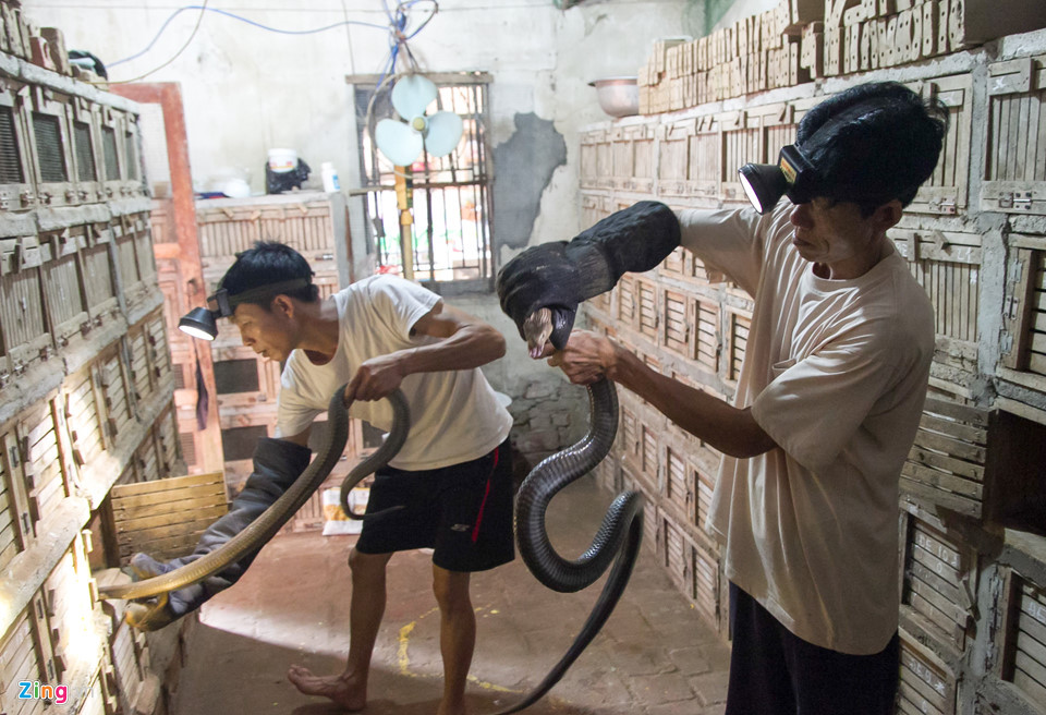 Lam giau nho ran doc