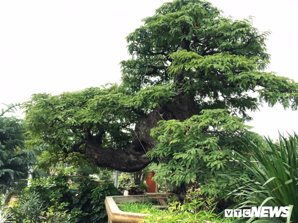 Theo vị chủ vườn giàu kinh nghiệm này, ông sẽ không bớt giá dù chỉ một ít: "Năm nay không bán được thì để năm sau, năm sau không được thì năm sau nữa. Giá không được trả hợp lý thì để vậy mãi luôn chứ tôi nhất định không bán với giá bèo".