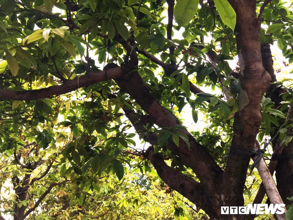 Đến hiện tại, sau Tết Nguyên đán, nhiều người vẫn không khỏi tò mò về số phận của 3 loại cây cảnh tiền tỷ. Nhưng khi PV thực địa tại các nhà vườn, mới phát hiện 3 cây "chúa cảnh" vẫn tiếp tục "chào hàng" vì chưa có người mua.