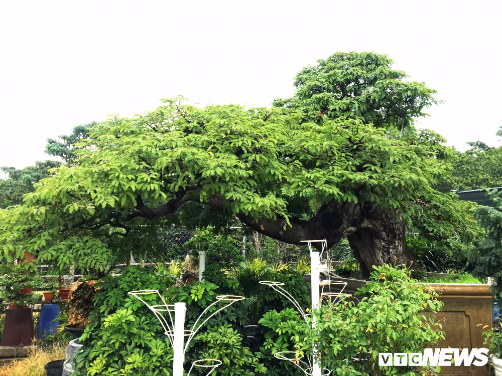 Cạnh cây tường vi là cây me 3,5 tỷ "khét tiếng" tại đất Sài Gòn. Và hiện cây này vẫn chưa có chủ vì giá quá "chát".