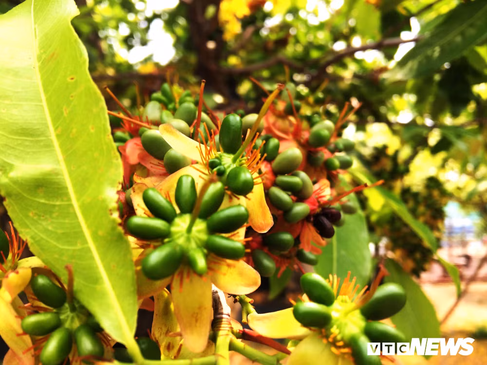 Hiện, cây mai đang nở rộ, lộc non đâm chồi sum suê.