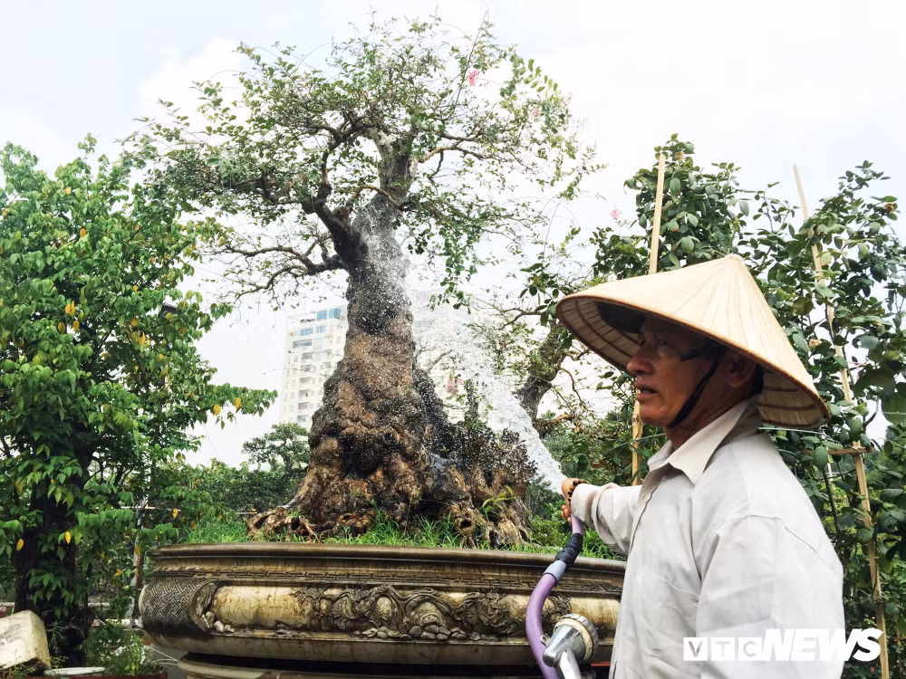 Cũng trên đường Phạm Văn Đồng, một nhà vườn sở hữu 2 cây me và tường vi giá bạc tỷ thường xuyên được nhiều người ghé thăm hỏi. Tuy nhiên, đến hiện tại, chung "số phận" với cây mai nửa tỷ đồng, me và tường vi chưa tìm được chủ mới. Ông Võ Văn Hai (50 tuổi), chủ vườn cảnh cho biết: "Hai 'chúa cảnh' này đều có người trả giá khá cao nhưng vẫn chưa bán vì chưa đạt đúng giá tôi đặt ra".