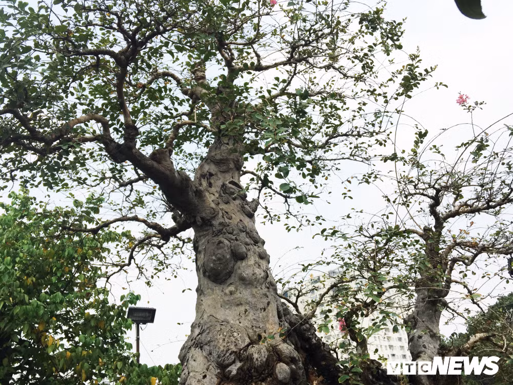 Theo ông Hai, trước Tết có người trả giá 900 triệu đồng nhưng ông không đồng ý bán. "Cây này 1,2 tỷ là còn rẻ. Vì đây là cây ghép, ngọn tường vi nhưng gốc đinh lăng. Nếu nó là tường vi gốc thì giá phải gấp đôi thế này", ông Hai khẳng định.