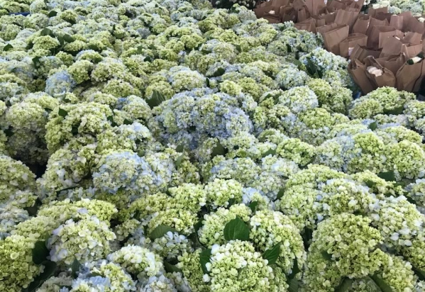 Hoa tươi được nhập khẩu hàng loạt.