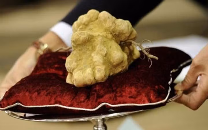 Với mức giá 3.600 USD/450g, các món ăn có nấm truffle thực sự đắt đỏ, chỉ có giới thượng lưu mới có thể thưởng thức (Ảnh: KT)