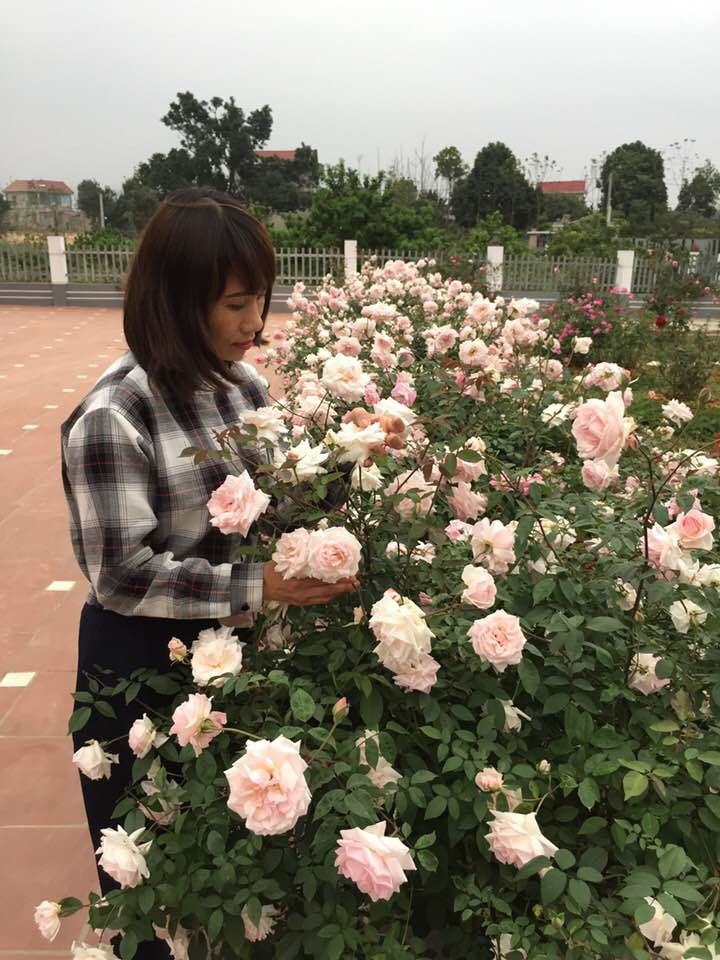 Ngôi nhà hoa hồng của chị Ánh Quyên khiến hội chị em "phát sốt phát rét" bởi hoa hồng trải từ cổng vào tận nhà. Quanh nhà và hiên sân, những bụi hồng đào cổ dìu dịu màu phấn hồng lãng mạn và tỏa hương ngào ngạt.