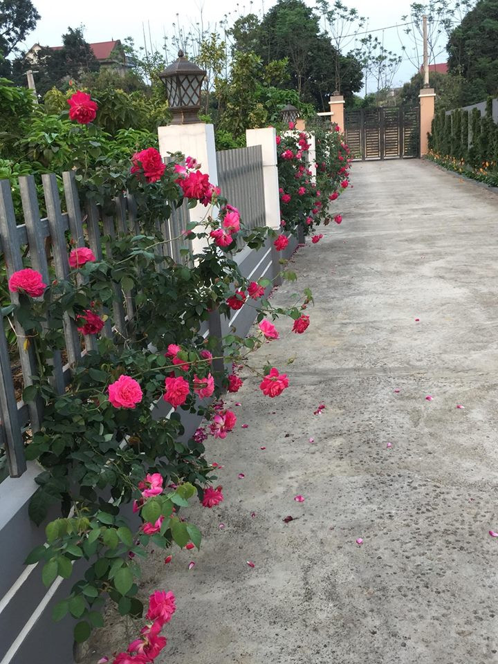 Bên ngoài, hai bên hàng rào là những gốc hồng tường vi leo màu đỏ có mùi thơm ngọt.