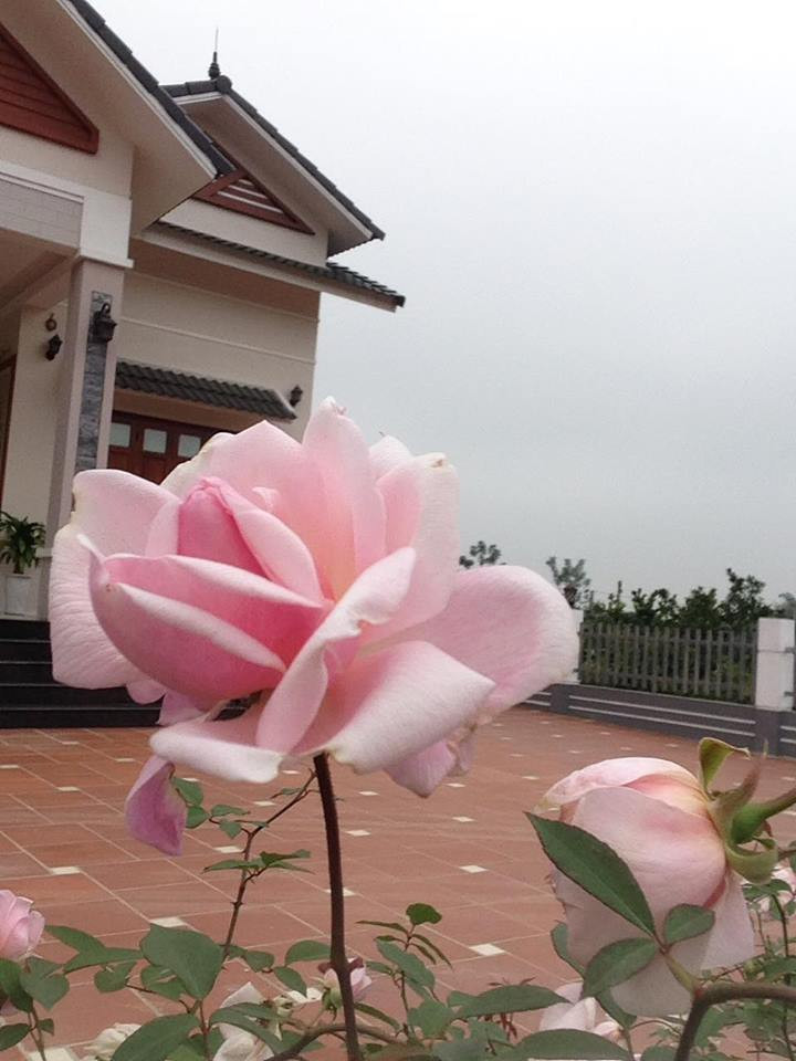 Trong vườn nhiều nhất là hồng đào cổ, hồng tường vi, hồng cổ Sapa, hồng bạch xếp vì những loài hồng này sai hoa, rất thơm, dễ trồng, dễ chăm sóc. Hiện chị Ánh Quyên đi làm cách nhà 25 km nên không có nhiều thời gian chăm sóc nên những giống hồng này đều phù hợp với đất và người.