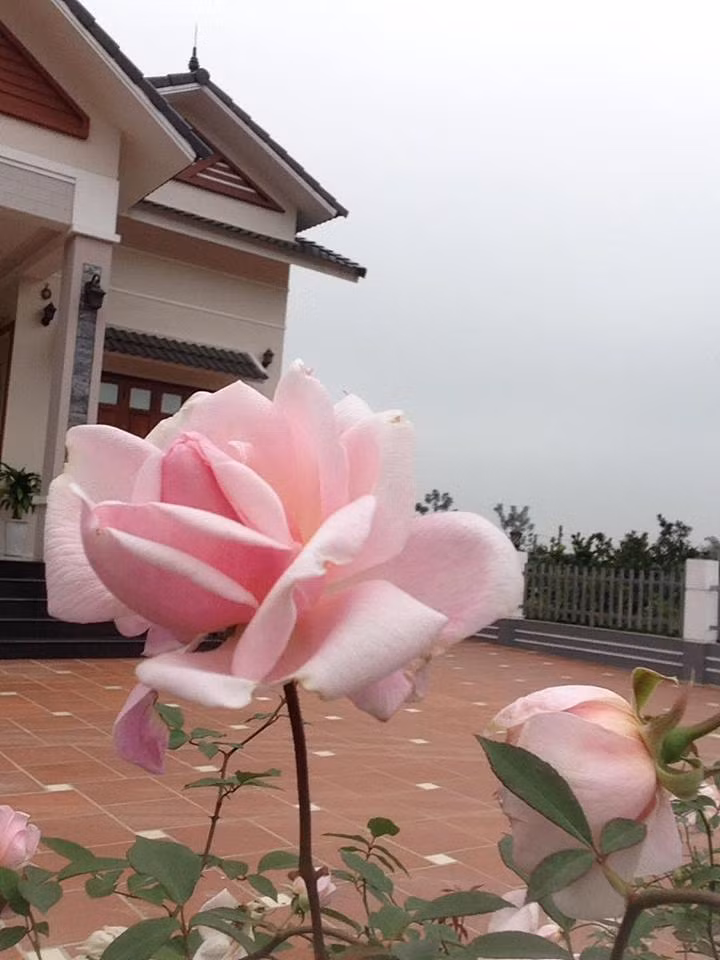 Trong vườn nhiều nhất là hồng đào cổ, hồng tường vi, hồng cổ Sapa, hồng bạch xếp vì những loài hồng này sai hoa, rất thơm, dễ trồng, dễ chăm sóc. Hiện chị Ánh Quyên đi làm cách nhà 25 km nên không có nhiều thời gian chăm sóc nên những giống hồng này đều phù hợp với đất và người.