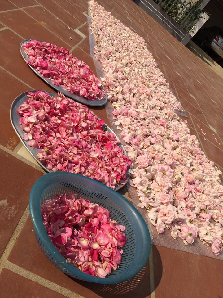 Hoa hồng nhiều, chị Ánh Quyên còn phơi hoa để uống trà hàng ngày.