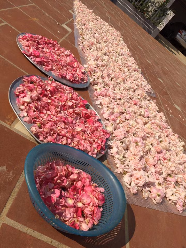 Hoa hồng nhiều, chị Ánh Quyên còn phơi hoa để uống trà hàng ngày.