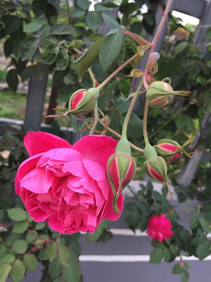 Theo chị Quyên trước đây chị ưu tiên trồng hồng ngoại. Tuy nhiên, sau một thời gian chăm sóc, chị nhận thấy khí hậu Ba Vì khắc nghiệt nên hồng ngoại thường phát triển kém. Vì thế, chị chuyển sang trồng hồng nội, hồng cổ.