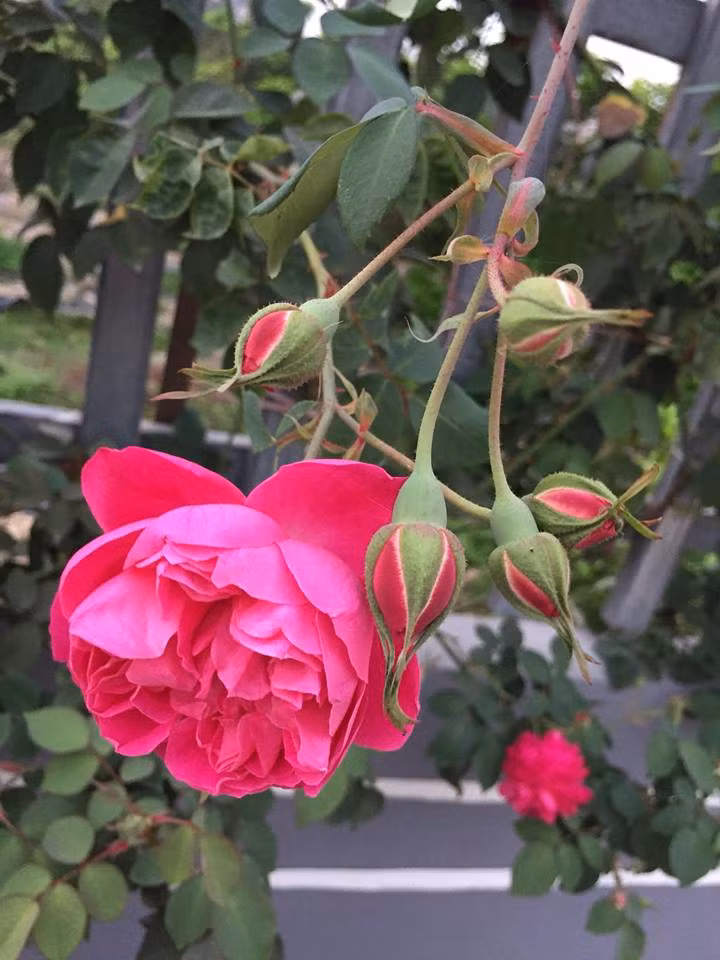 Theo chị Quyên trước đây chị ưu tiên trồng hồng ngoại. Tuy nhiên, sau một thời gian chăm sóc, chị nhận thấy khí hậu Ba Vì khắc nghiệt nên hồng ngoại thường phát triển kém. Vì thế, chị chuyển sang trồng hồng nội, hồng cổ.