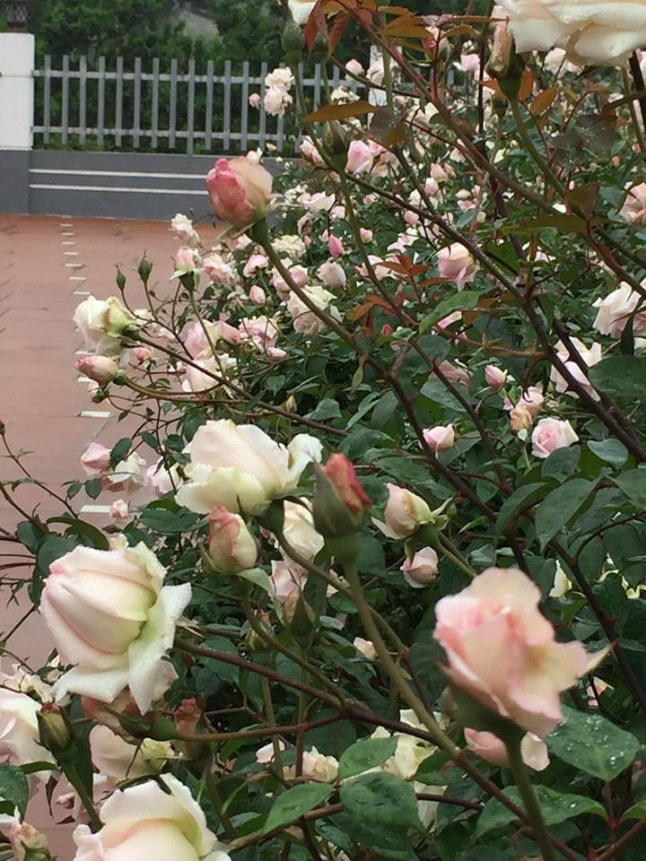 Mỗi lần hoa nở đều nở đồng loạt do chị cắt tỉa đồng loạt từng lứa. Nhờ chịu khó cắt tỉa liên tục và bón phân sau mỗi kỳ hoa, vườn hồng của chị Ánh Quyên “bung lụa” đẹp ngỡ ngàng, gây thương nhớ cho bất cứ ai.