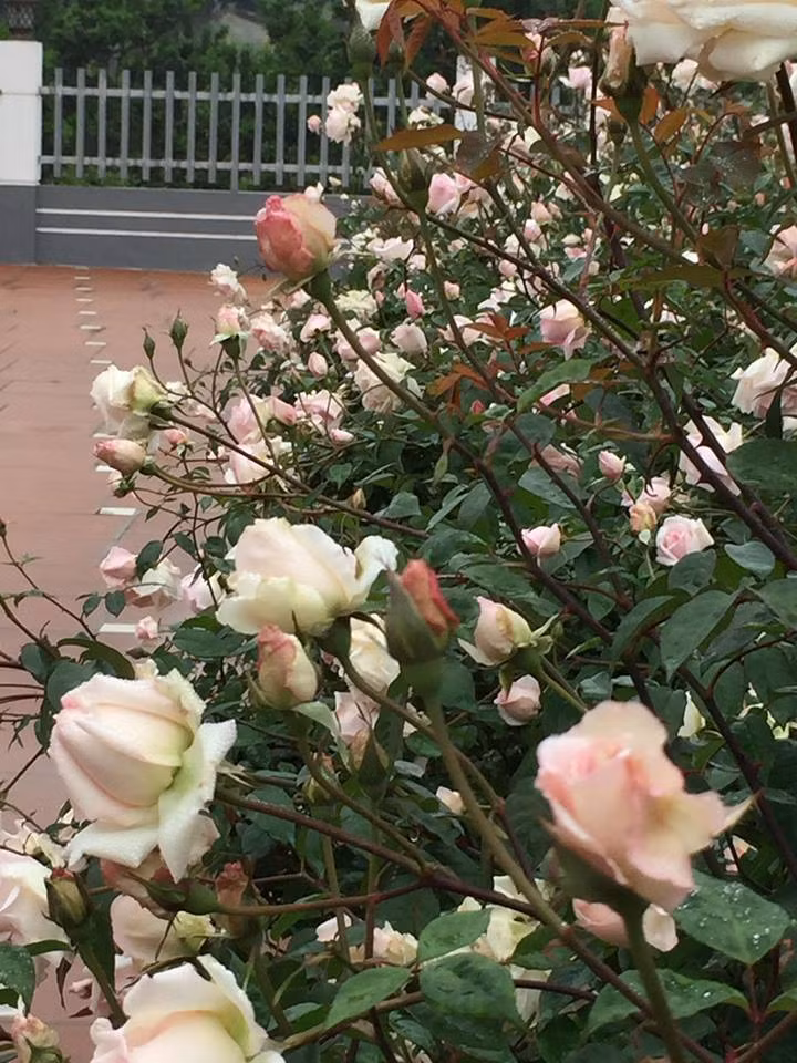 Mỗi lần hoa nở đều nở đồng loạt do chị cắt tỉa đồng loạt từng lứa. Nhờ chịu khó cắt tỉa liên tục và bón phân sau mỗi kỳ hoa, vườn hồng của chị Ánh Quyên “bung lụa” đẹp ngỡ ngàng, gây thương nhớ cho bất cứ ai.