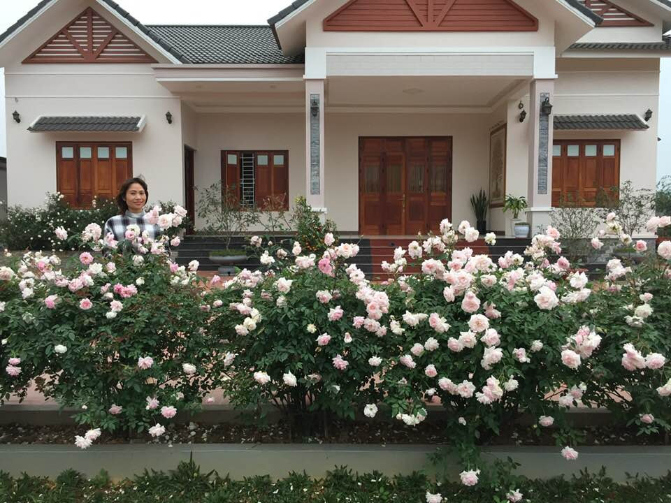 Trước khi xây nhà, hầu như những khu vực có đất, thoáng, nhiều nắng gió là chị chọn để trồng hồng. Sau gần 2 năm bắt tay vào thực hiện, giờ chị Quyên đã có vườn hồng đẹp như bên trời Tây, ai đến cũng phải mê mẩn, phát hờn.