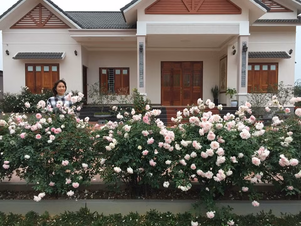 Trước khi xây nhà, hầu như những khu vực có đất, thoáng, nhiều nắng gió là chị chọn để trồng hồng. Sau gần 2 năm bắt tay vào thực hiện, giờ chị Quyên đã có vườn hồng đẹp như bên trời Tây, ai đến cũng phải mê mẩn, phát hờn.