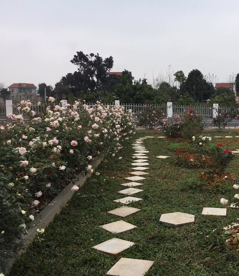 Chị Ánh Quyên cho biết, mới đầu vườn hồng đều một tay chị chăm sóc nhưng về vườn hồng bung tỏa hương vừa thơm vừa đẹp khiến ông xã và 2 con đều tranh nhau chăm sóc vườn hồng. Mới đây ông xã chị Ánh Quyên còn lát thêm đá trắng để vườn hồng thêm điểm nhấn.