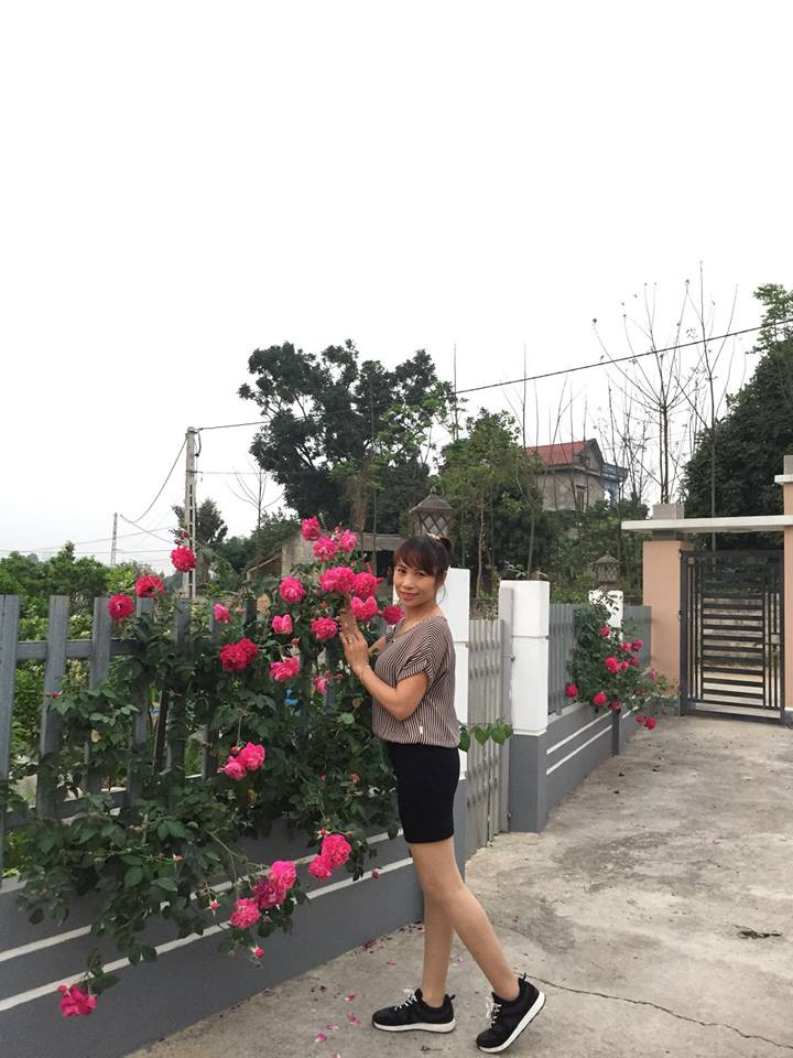 Theo chị Ánh Quyên, muốn trồng được một vườn hồng đẹp cần phải thực sự đam mê yêu thích và chăm sóc cho hoa. Muốn cây hồng sai hoa, nhanh lớn nên đào hố, rải đều phân chuồng trước rồi mới bứng cây trồng xuống đất. Hoa hồng ưa ánh nắng, đất tơi xốp.