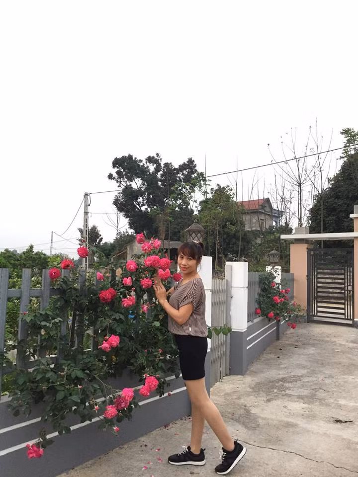 Theo chị Ánh Quyên, muốn trồng được một vườn hồng đẹp cần phải thực sự đam mê yêu thích và chăm sóc cho hoa. Muốn cây hồng sai hoa, nhanh lớn nên đào hố, rải đều phân chuồng trước rồi mới bứng cây trồng xuống đất. Hoa hồng ưa ánh nắng, đất tơi xốp.