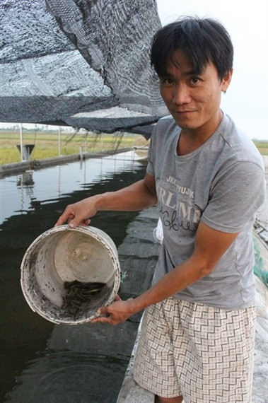 Anh Thắng cho sinh sản nhân tạo chạch thành công.