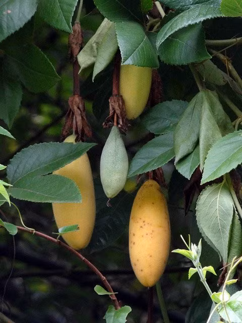 Với hương thơm nồng nàn quyến rũ, những trái chanh leo hình chuối này khi chưa chín có màu xanh và chuyển sang vàng, vàng nâu khi chín. Thậm chí, có những trái dài tới hơn 12cm. Nhờ có giá trị kinh tế cao, chanh leo hình chuối đang ngày càng được nhân rộng hơn.