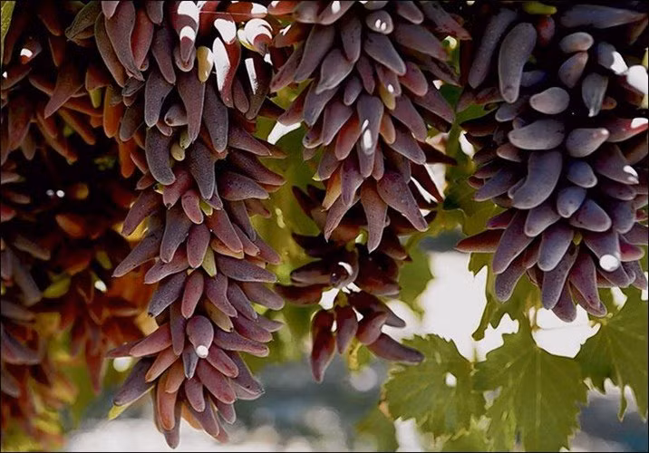 Ky thu 6 loai qua mang dang ve ngoai hanh tinh-Hinh-4