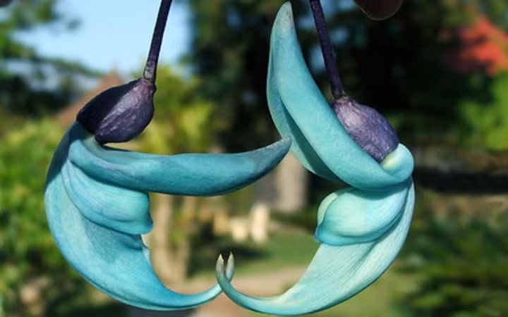 Loại hoa này rất dễ trồng, thường leo trên giàn làm mát và tô điểm cho sân vườn