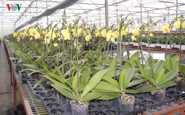 Trong trang trại Hasfarm ở Đà Lạt, có hai màu chủ đạo để khách chọn, đó là phong lan vàng và hồng.