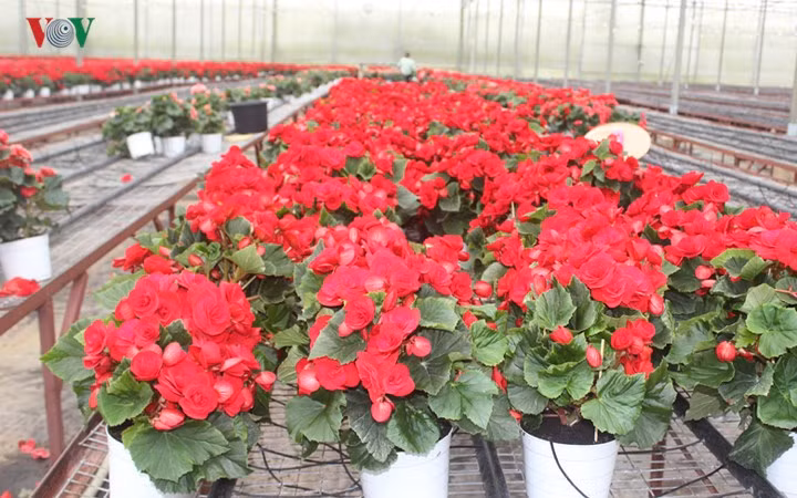 Một chậu thu hải đường tại trang trại Hasfarm ở Đà Lạt giá chỉ vài chục nghìn