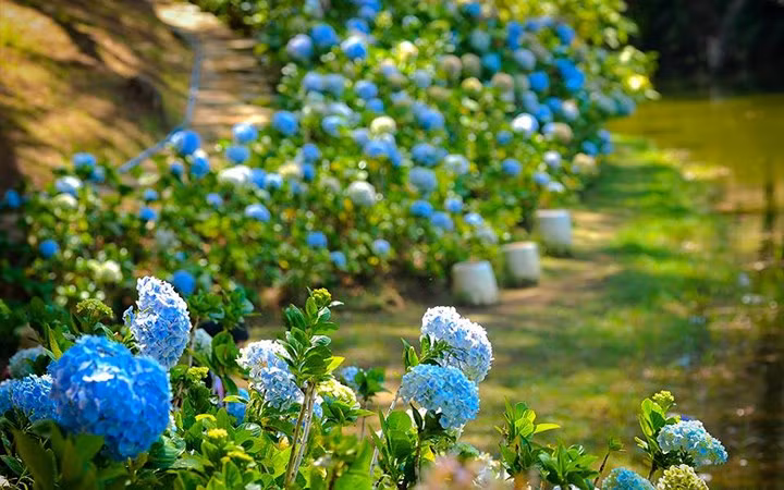 Cẩm tú cầu là một trong những loài hoa đẹp ở Đà Lạt, giá lại rất phải chăng: khoảng 10-30 nghìn/cây