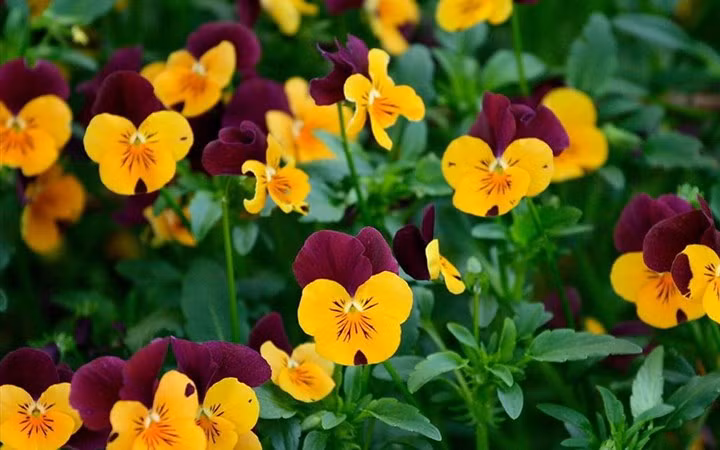 Đà Lạt không chỉ có những loài hoa kiêu sa mà còn có những cánh hoa mộc mạc, yểu điệu, trong đó có hoa păng xê.