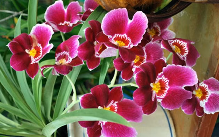 Hoa păng xê (pansy), hay còn gọi là hoa Cánh bướm, là loài hoa có màu sắc rất đa dạng và tương phản nhau, với những cánh hoa óng mượt như nhung