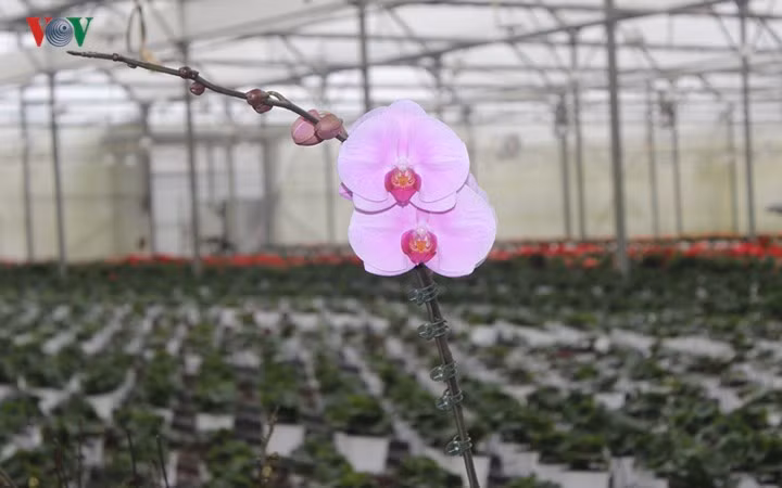 Loài hoa "sang chảnh" phong lan ở Đà Lạt giá cũng không "chát": khoảng 100 - 200 nghìn/chậu